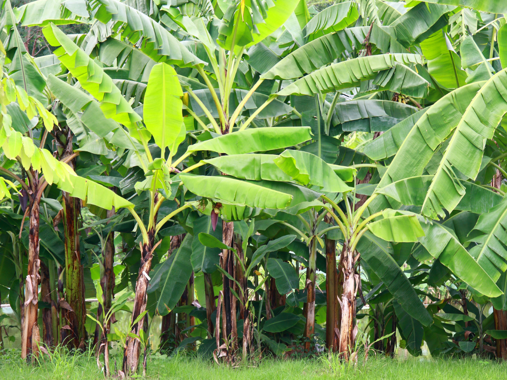 Điều Kiện Trồng Chuối